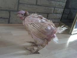 ملت شریف! گوشت مرغ مادر نخورید
